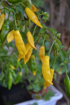 Hot Lemon chili, 10 semínek