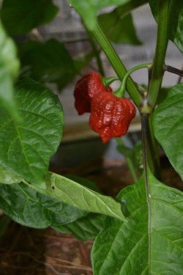 Trinidad Moruga Scorpion chili, 10 semínek