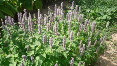 Agastache rugosa, 200 semínek