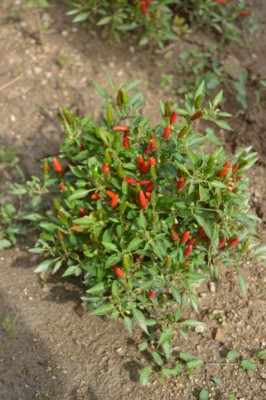 Chilli Red Demon, 10 semien