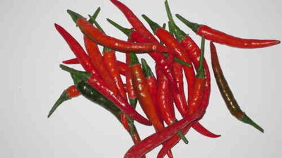 Thai Chili Ladyfinger, 10 semen.