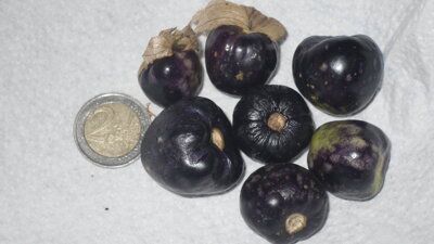 Tomatillo purpurové, mochyně dužnoplodá, 30 semen