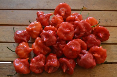 Chilli Trinidad Scorpion Butch Taylor, 10 semien