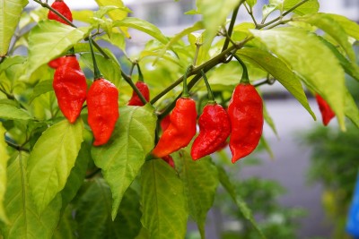 Bhut Jolokia, 10 semien