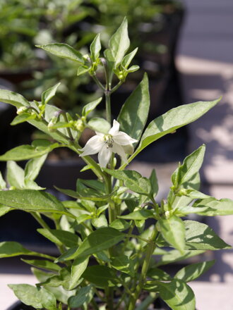 Chilli Red Demon, 10 semínek