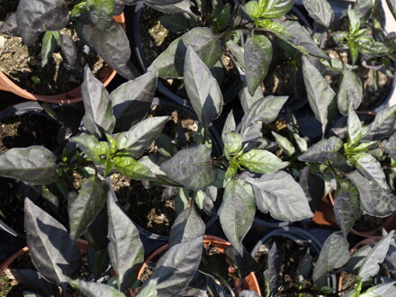 Chilli Black Olive, 10 semien