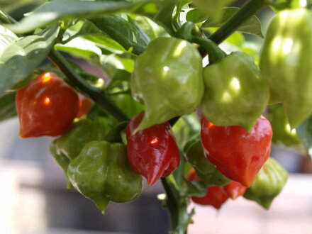 Chilli Trinidad Scorpion Butch Taylor