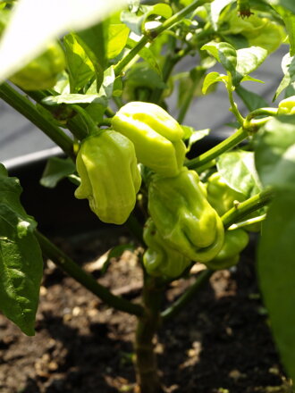 Habanero Gambia Chilli 12