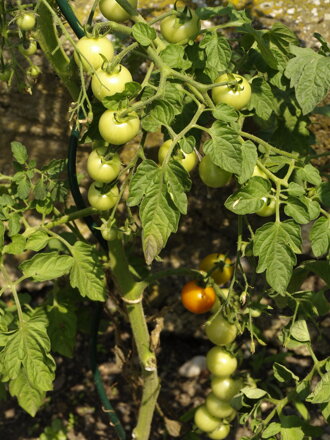 Rajče Drops, 0,50 g semínek