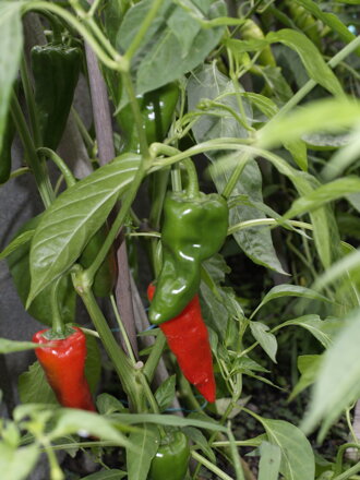 Pimientos de Padron