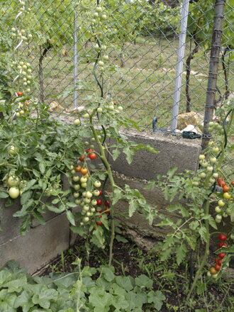 Rajče Drops, 0,50 g semínek