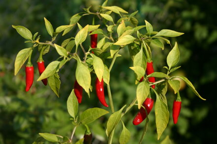 Birdeye Pepper, 10 semien