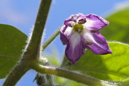 Rocoto Peron Red 124