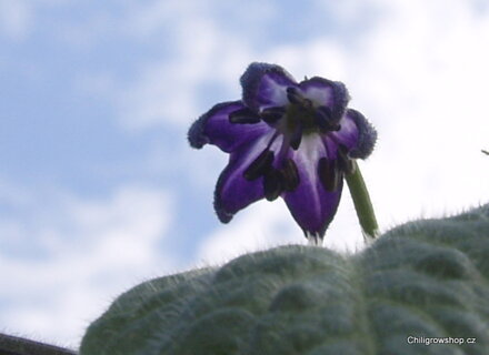 Rocoto Peron 125