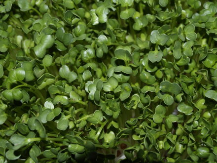 Ředkev Daikon, semínka ke klíčení a pro pěstování Microgreens
