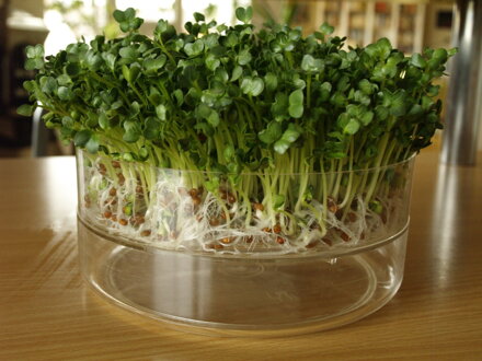 Ředkev Daikon, semínka ke klíčení a pro pěstování Microgreens