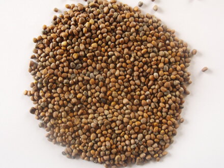 Ředkev Daikon, semínka ke klíčení a pro pěstování Microgreens