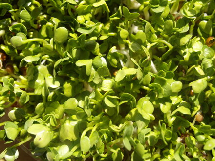 Ředkev Daikon, semínka ke klíčení a pro pěstování Microgreens