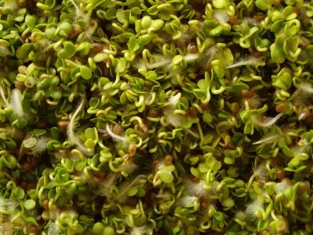 Ředkvička setá Red Coral, semínka ke klíčení a pro pěstování Microgreens