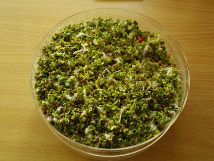 Ředkvička setá Red Coral, semínka ke klíčení a pro pěstování Microgreens