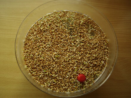 Ředkvička setá Red Coral, semínka ke klíčení a pro pěstování Microgreens