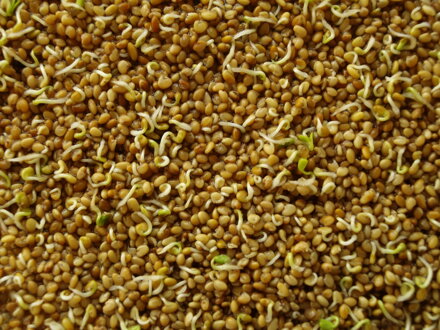 Ředkvička setá Red Coral, semínka ke klíčení a pro pěstování Microgreens