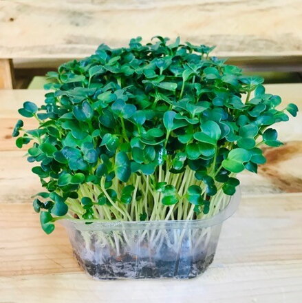 Ředkev Daikon, semínka ke klíčení a pro pěstování Microgreens