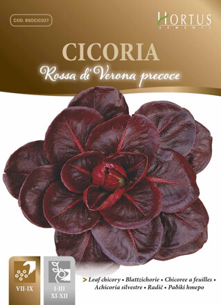 Čekanka listová Rossa di Verona precoce, 10 g semen