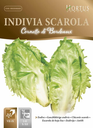 Endivie salátová Cornetto di Bordeaux, 10 g semen. Exp. 12/23.