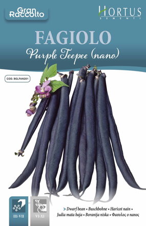 Fazole keříčková fialová Purple Teepee (Nano), 60 g semen. Exp. 12/24.