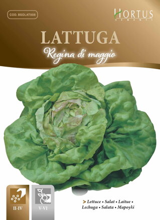 Salát hlávkový Regina di maggio, semena 6 g. Exp. 12/24.