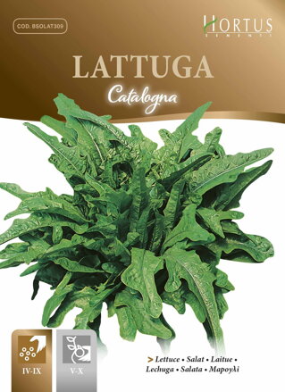Salát listový Catalogna, semena 6 g