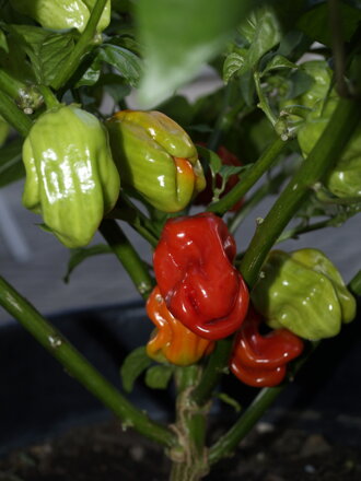 Chilli Habanero Gambia 13