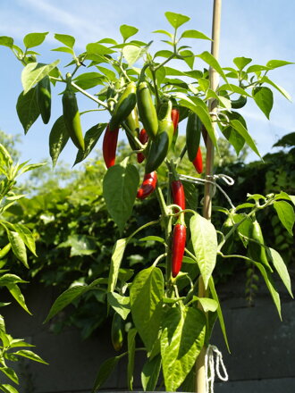 Serrano Chilli 45