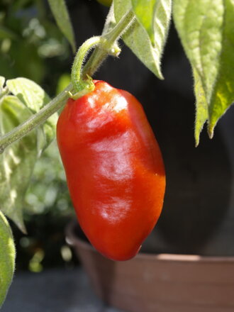 Rocoto Peron Red 789