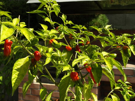 Bhut Jolokia