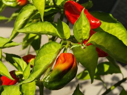 Bhut Jolokia v květináči.