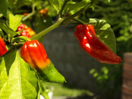 Bhut Jolokia