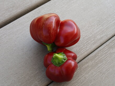 Pimento Tomate, 10 semien
