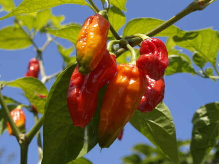 Bhut Jolokia v Praze