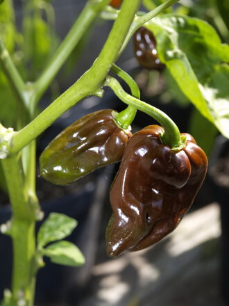 Habanero chocolate v květináči