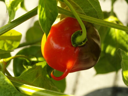 Rocoto Peron červená chilli paprička