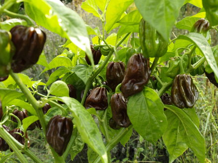 Habanero Chocolate