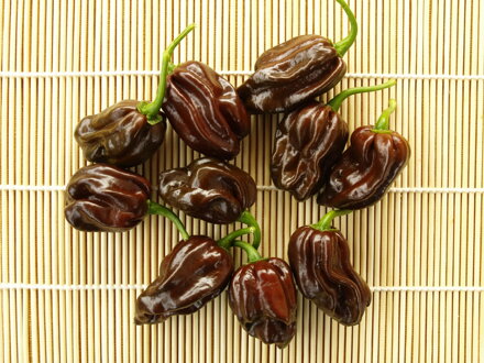 Habanero Chocolate.