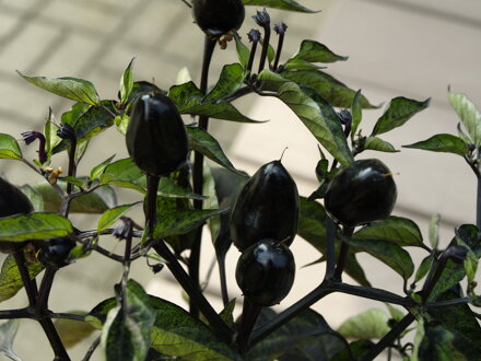 Chilli Black Olive, 10 semien