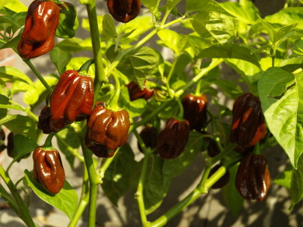 Habanero Chocolate