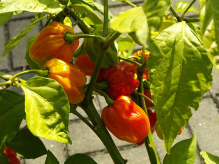 Habanero Gambia Chilli 14