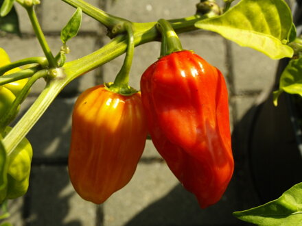 Habanero Gambia plod 15