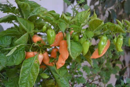 Habanero Lemon, 10 semínek