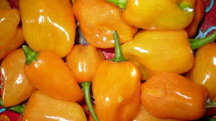 Scotch Bonnet Yellow, 10 semínek